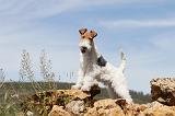 FOX TERRIER 202